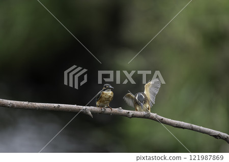 Two kingfishers perched on a branch 121987869