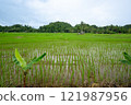 菲律賓的稻田 121987956