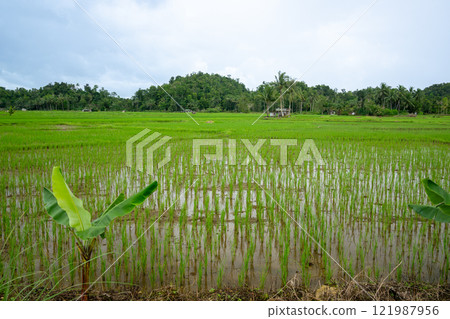 Rice fields in the Philippines 121987956