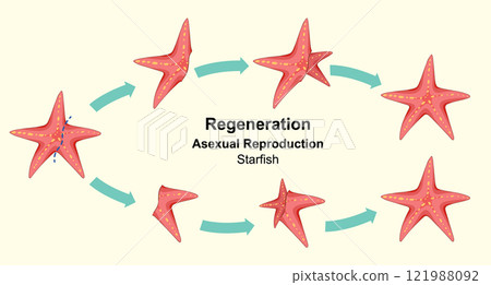 Starfish Regeneration and Asexual Reproduction Starfish Regeneration and Asexual Reproduction 121988092