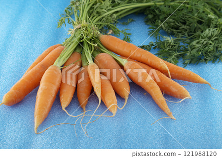 Fresh Organic Bunch of Carrots on a Vibrant Blue Background 121988120