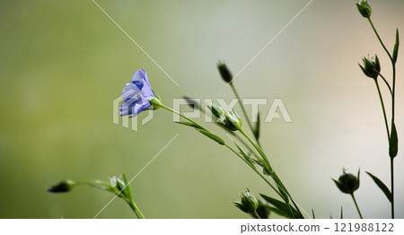 Delicate blue flax flower in serene green background showcasing the beauty of nature and tranquility Delicate blue flax flower in serene green background showcasing the beauty of nature and tranquility 121988122