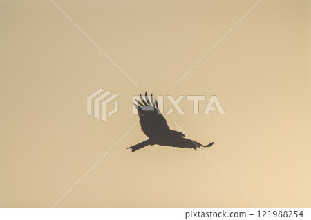 Silhouette of a Bird Soaring Gracefully Against 121988254