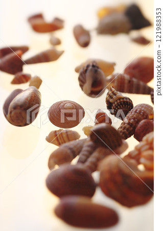 Seashell 121988353