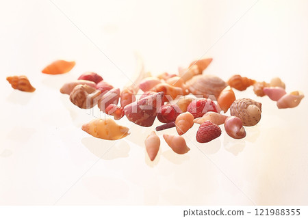 Seashell Seashell 121988355