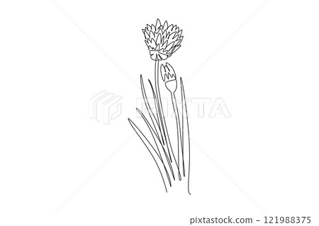 Continuous one line drawing beauty fresh allium tuberosum for garden logo. Decorative chives flower concept for home wall decor kitchen art poster. Single line draw design vector graphic illustration Continuous one line drawing beauty fresh allium tuberosum for garden logo. Decorative chives flower concept for home wall decor kitchen art poster. Single line draw design vector graphic illustration 121988375