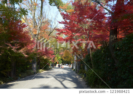 京都市左京區下鴨神社,參道上的秋葉 京都市左京區下鴨神社,參道上的秋葉 121988421