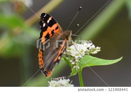 Akatatheha 吮吸蜂蜜 121988441