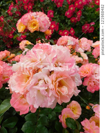 Roses in the Future Rose Garden at Yamashita Park Roses in the Future Rose Garden at Yamashita Park 121988482