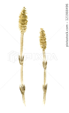 Horsetail ink painting watercolor illustration 121988496