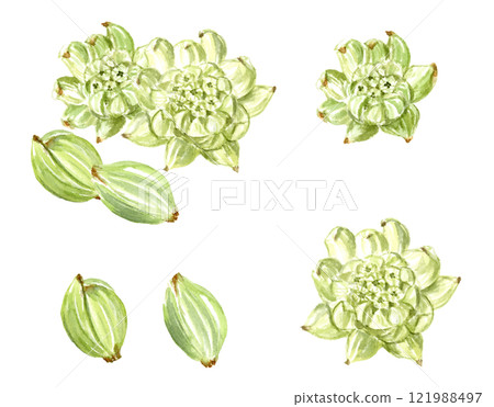 Butterbur ink painting vector illustration 121988497