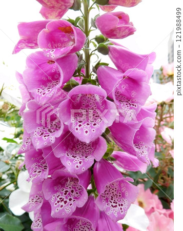 Pink's digitalis 121988499