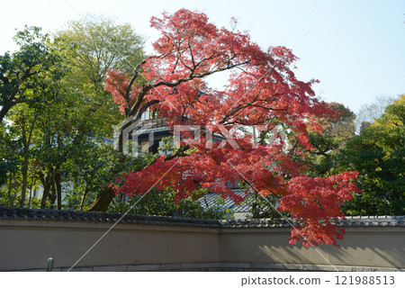 京都市左京區舊三井家下鴨別墅內的紅葉 京都市左京區舊三井家下鴨別墅內的紅葉 121988513
