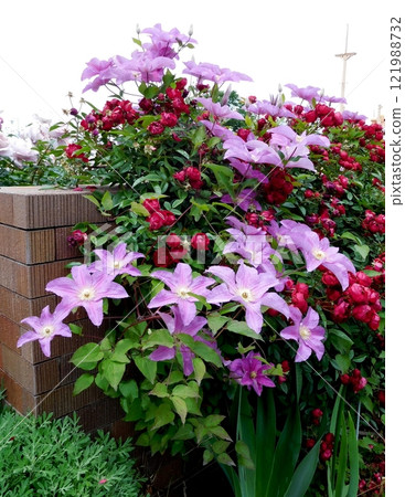 Clematis and Roses, Yamashita Park, Future Rose Garden Clematis and Roses, Yamashita Park, Future Rose Garden 121988732