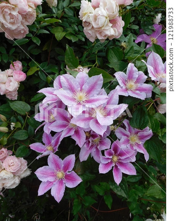 鐵線蓮與玫瑰 山下公園 未來玫瑰園 121988733