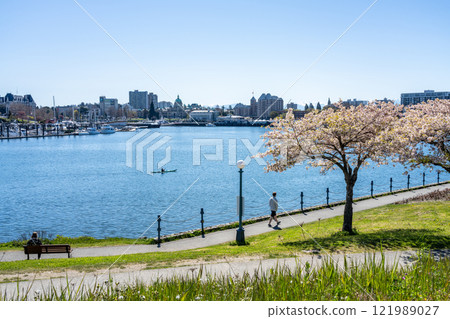Victoria, BC, Canada - April 14 2021 : Songhees Point Park Walkway. Full bloom cherry blossom during springtime. Victoria Inner Harbour. Victoria, BC, Canada - April 14 2021 : Songhees Point Park Walkway. Full bloom cherry blossom during springtime. Victoria Inner Harbour. 121989027