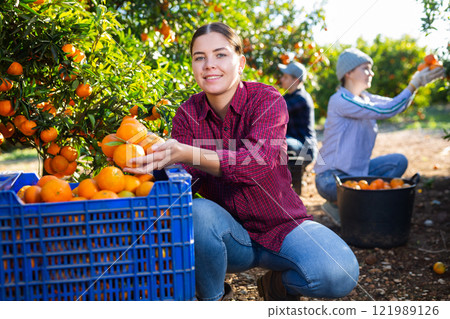 Portrait of female workers picking mandarins in box on farm 121989126