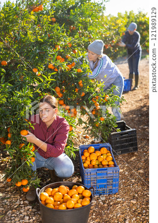 Focused European female picking ripe organic mandarins in plastic container box in orchard or on farm 121989129