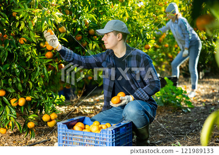 Farmer guy plucks tangerines, putting fruit in a crate 121989133