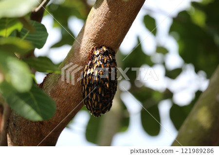 Honeycomb on the tree branch in the garden at Thailand Honeycomb on the tree branch in the garden at Thailand 121989286