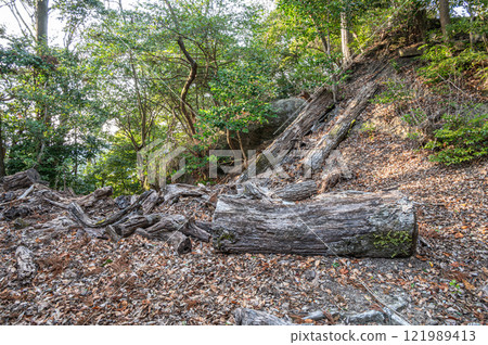 A felled tree in the mountains of Kasagiyama, Kasagi Town, Kyoto Prefecture 121989413