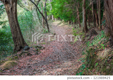 Kasagiyama forest scenery, Kasagiyama hiking trail, Kasagi Town, Kyoto Prefecture Kasagiyama forest scenery, Kasagiyama hiking trail, Kasagi Town, Kyoto Prefecture 121989425