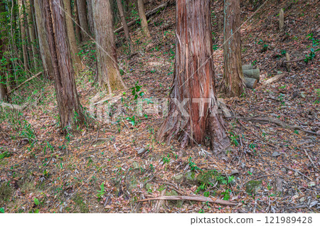 Kasagiyama forest scenery, Kasagi Town, Kyoto Prefecture 121989428