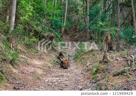 Kasagiyama forest scenery, Kasagiyama hiking trail, Kasagi Town, Kyoto Prefecture Kasagiyama forest scenery, Kasagiyama hiking trail, Kasagi Town, Kyoto Prefecture 121989429