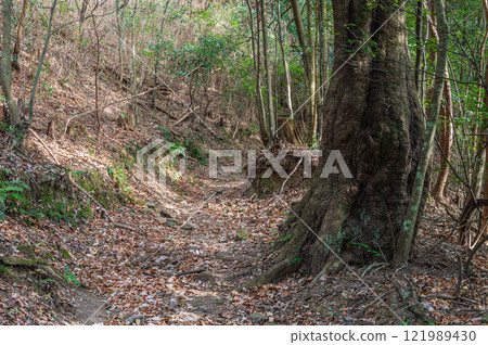 京都府笠置町笠置山登山道、笠置山林風光 121989430