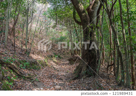 京都府笠置町笠置山登山道、笠置山林風光 121989431