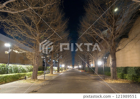 Tokyo, Winter, Akishima City, Showa Forest, Ginkgo Tree Line Tokyo, Winter, Akishima City, Showa Forest, Ginkgo Tree Line 121989551