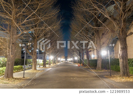 Tokyo, Winter, Akishima City, Showa Forest, Ginkgo Tree Line Tokyo, Winter, Akishima City, Showa Forest, Ginkgo Tree Line 121989553