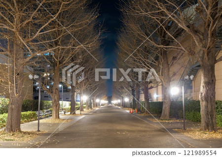 Tokyo, Winter, Akishima City, Showa Forest, Ginkgo Tree Line Tokyo, Winter, Akishima City, Showa Forest, Ginkgo Tree Line 121989554
