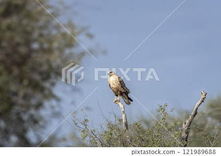 Long legged buzzard or Buteo rufinus closeup perched on top of the tree tree during winter migration at desert national park jaisalmer rajasthan india asia 121989688