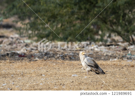 Egyptian vulture or Neophron percnopterus bird in natural green background during winter migration in dump yard of Jorbeer Conservation Reserve bikaner rajasthan india asia Egyptian vulture or Neophron percnopterus bird in natural green background during winter migration in dump yard of Jorbeer Conservation Reserve bikaner rajasthan india asia 121989691
