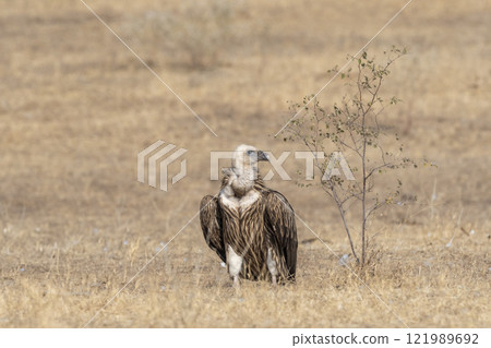 Himalayan vulture or Gyps himalayensis or Himalayan griffon vulture closeup or portrait during winter migration at desert national park jaisalmer Rajasthan India asia 121989692