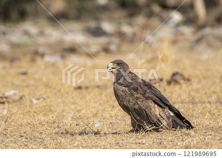 Steppe eagle or Aquila nipalensis portrait in desert national park jaisalmer rajasthan india asia. large bird of prey during winter migration perched on ground in sunlight 121989695