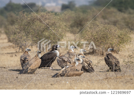 Greater spotted eagle or Clanga clanga large bird of prey at keoladeo national park or bharatpur bird sanctuary forest rajasthan india. bird of prey closeup or portrait perched on tree 121989697