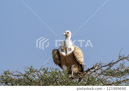 Griffon vulture or Eurasian Griffon or Gyps fulvus closeup or portrait perched on high on tree top during winter migration at desert national park jaisalmer Rajasthan India asia 121989698