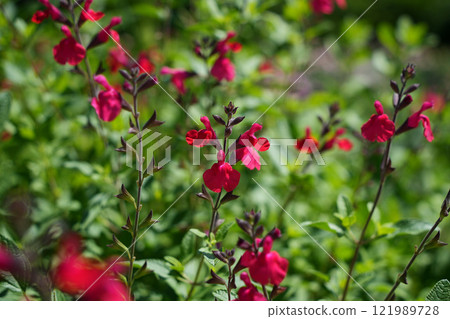 櫻桃鼠尾草花 121989728