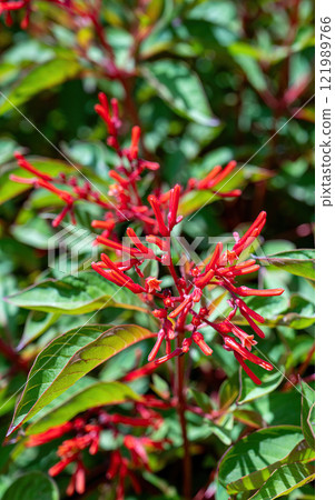Park Ramat Hanadiv, Memorial Gardens of Baron Edmond de Rothschild, Zichron Yaakov, Israel. High quality photo Park Ramat Hanadiv, Memorial Gardens of Baron Edmond de Rothschild, Zichron Yaakov, Israel. High quality photo 121989766