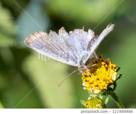 音節蝴蝶飛過多摩・2 音節蝴蝶飛過多摩・2 121989986