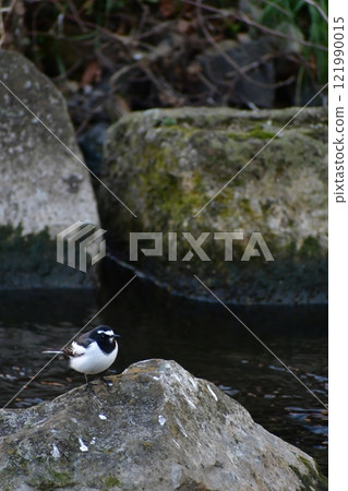 Black-backed wagtail standing by the water Black-backed wagtail standing by the water 121990015