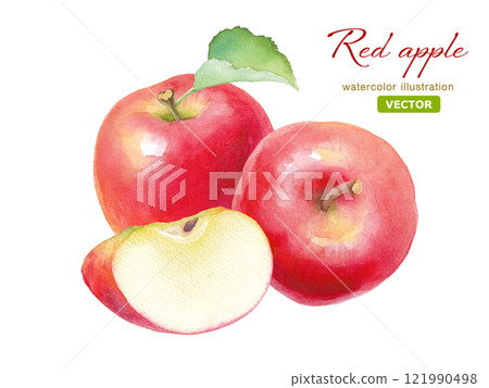 Watercolor illustration of fresh red apples. Combination of whole and cut apples (vector) 121990498