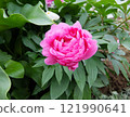 僅限豪華花卉，有許多別名，如“藤木”“Fuuki花”“百花”“花王” 121990641