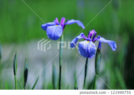 神社裡的鳶尾花盛開 神社裡的鳶尾花盛開 121990750