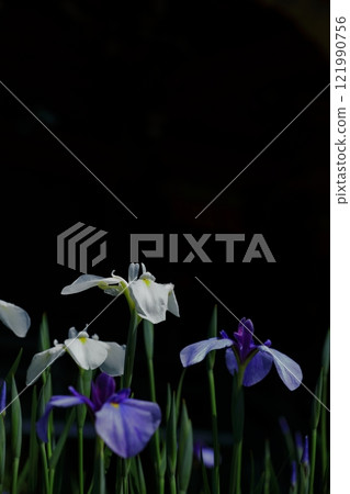 白色鳶尾花 121990756