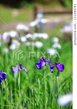 Iris flowers blooming at the shrine Iris flowers blooming at the shrine 121990761