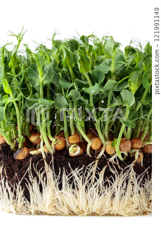 Fresh pea microgreen sprouts isolated on a white background. Fresh pea microgreen sprouts isolated on a white background. 121991149