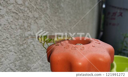 寒冷地區房屋防凍塞裡玩耍的蚱蜢（左） 121991272